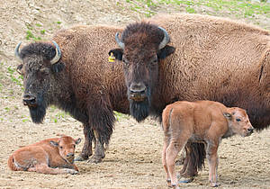 Bison im Tierpark in der Steiermark