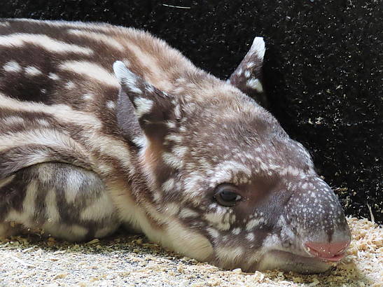 Tapir-Geburt im Tierpark