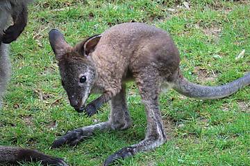 Babykänguru auf der Wiese in der Tierwelt Herberstein