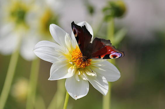 Schmetterling im Insektenhotel in der Tierwelt Herberstein