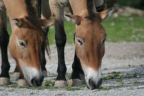 Przewalski Pferde in der Tierwelt Herberstein in der Steiermark