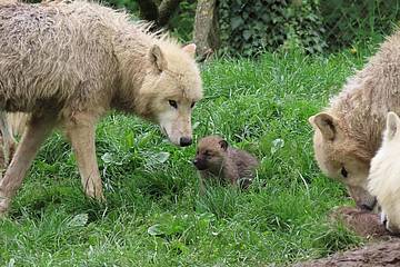 Polarwolfbaby mit Mama in der Tierwelt Herberstein