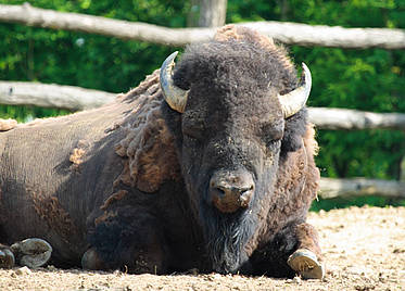 Bison in der Tierwelt Herberstein