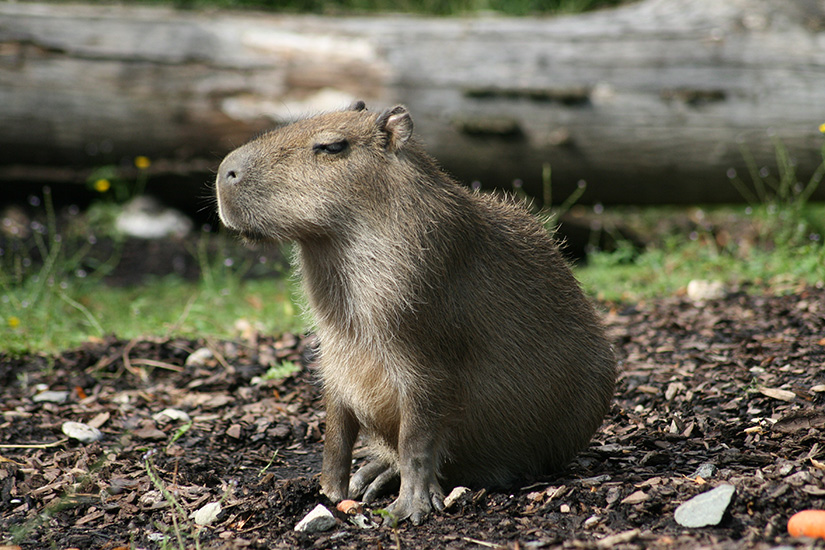 Capybara: Das größte Nagetier der Welt im Steckbrief