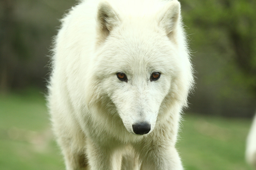 Veronese Kollektion,Neu Weißer Wolf Polarwolf sitzend 19 cm Tierfigur Poly 