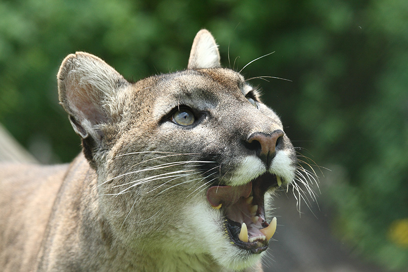 Tierwelt Herberstein Puma Im Tierpark In Der Steiermark