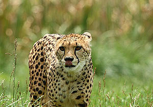 Gepard im Tierpark in der Steiermark