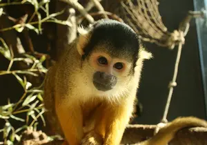 Bolivianischer Totenkopfaffe