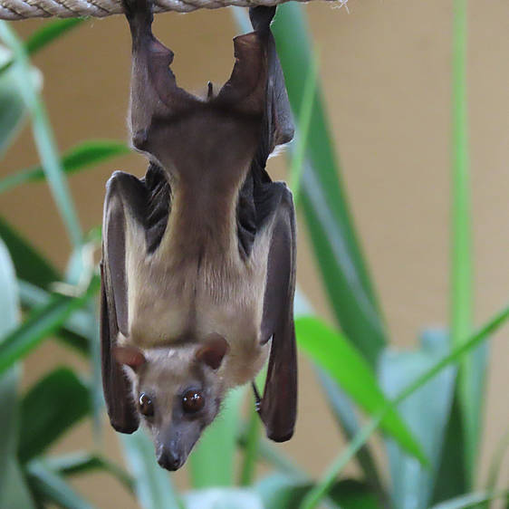 Palmenflughund in der Tierwelt Herberstein