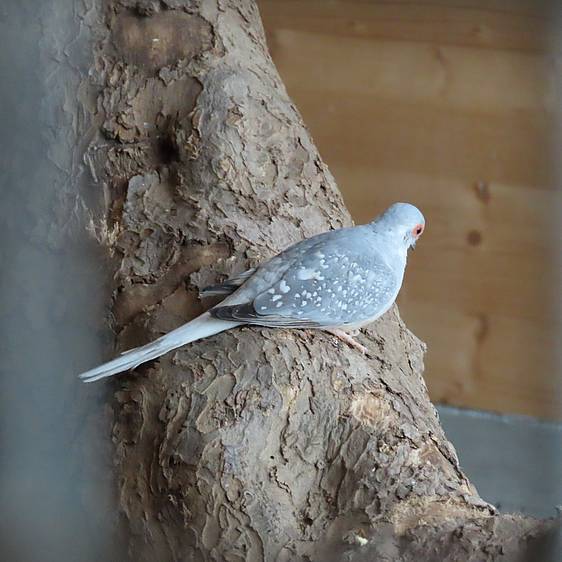 Diamanttäubchen Jungtier in der Tierwelt Herberstein