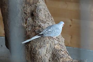 Diamanttäubchen Jungtier in der Tierwelt Herberstein