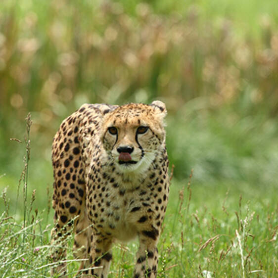 Gepard im Tierpark in der Steiermark
