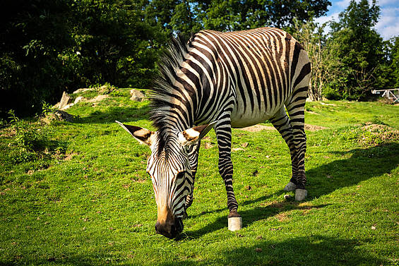 Zebra am Grasen der Tierwelt Herberstein