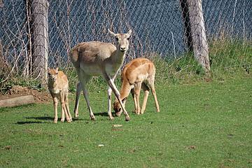 Hirschziegenantilope in der Tierwelt Herberstein