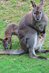 Baby Känguru hinter Mama in der Tierwelt Herberstein