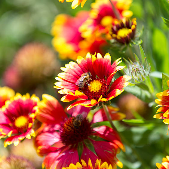 Biene im Insektenhotel in der Tierwelt Herberstein