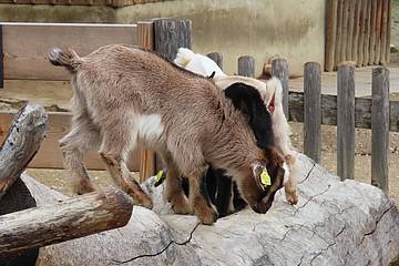 Zwergziegenbaby am Klettern in der Tierwelt Herberstein