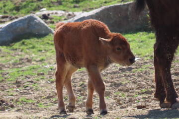 Tierbabys in der Steiermark