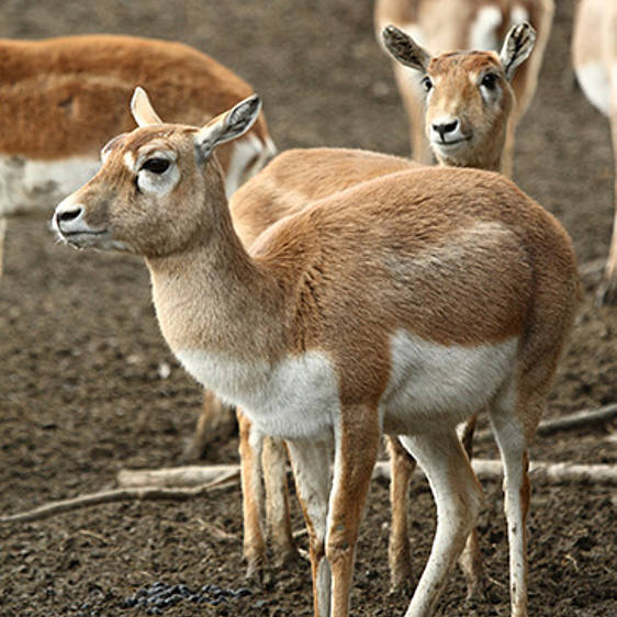 Hirschziegen-Antilope