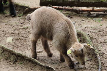 Tierbabys in der Steiermark