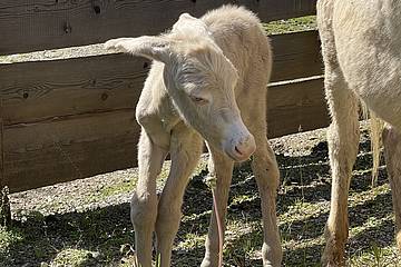 Barockesel in der Tierwelt Herberstein