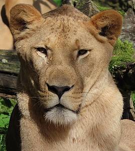 Löwe Tiberius in der Tierwelt Herberstein