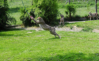 Gepard bei der Fütterung in der Tierwelt Herberstein