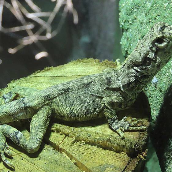 Kragenechse in der Tierwelt Herberstein