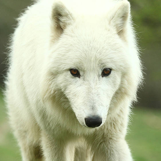 Polarwolf