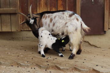 Tierbabys in der Steiermark