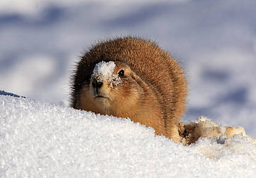 Winter im Tierpark in der Steiermark