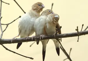 Silberschnäbelchen