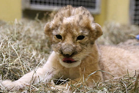 9 Tage junger Löwe in der Tierwelt Herberstein