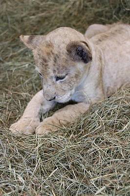 Löwenbaby in der Tierwelt Herberstein