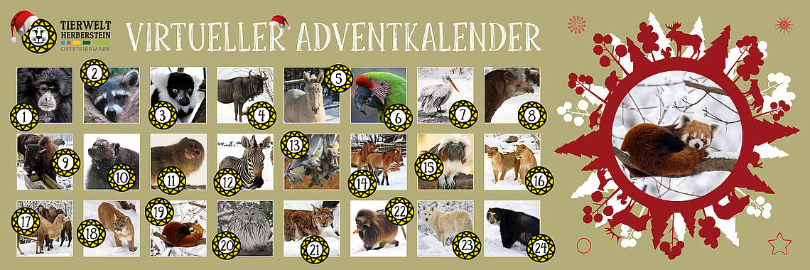 Virtueller Adventkalender der Tierwelt Herberstein