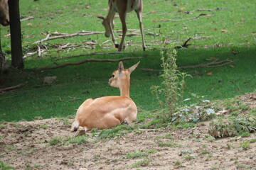Tierbabys in der Steiermark