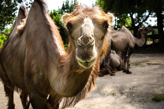 Kamel in der Tierwelt Herberstein