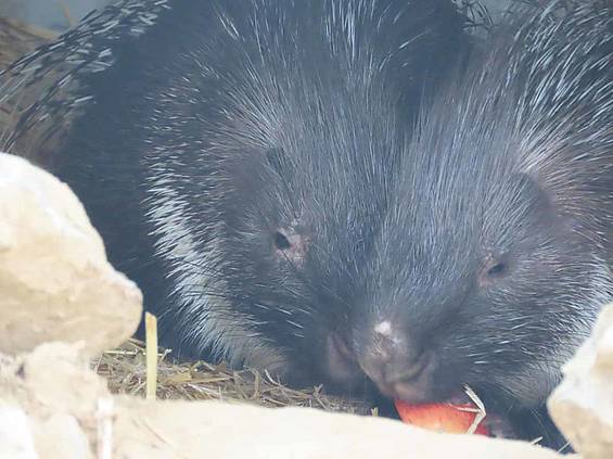 Stachelschweine beim gemeinsamen Essen in der Tierwelt Herberstein