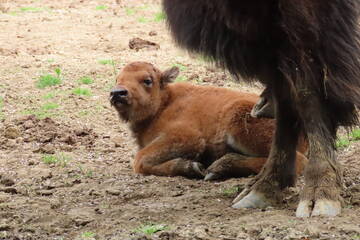 Tierbabys in der Steiermark