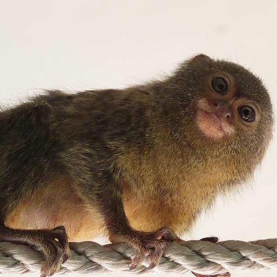 Zwergseidenäffchen in der Tierwelt Herberstein