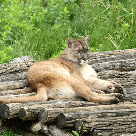 Puma im Tierpark in der Steiermark