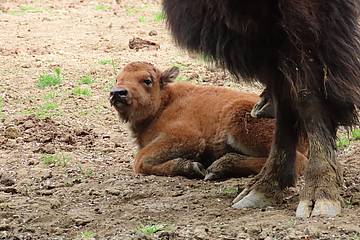 Bisonkalb in der Tierwelt Herberstein