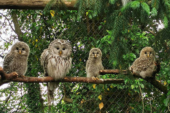 Habichtkauz Familie in der Tierwelt Herberstein