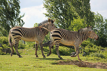 Zebras auf der Wiese in der Tierwelt Herberstein