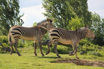 Zebras auf der Wiese in der Tierwelt Herberstein