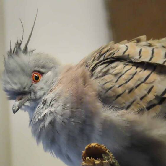 Spitzschopftaube in der Tierwelt Herberstein