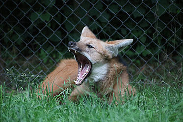 Mähnenwolf in der Tierwelt Herberstein