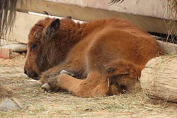 Bisonkalb in der Tierwelt Herberstein