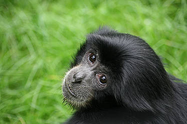 Siamang der Tierwelt Herberstein