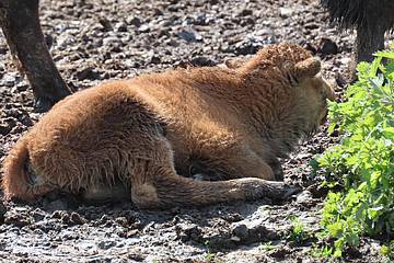 Bisonbaby liegt am Boden in der Tierwelt Herberstein